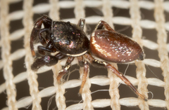 Sassacus