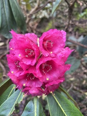 Rhododendron hodgsonii
