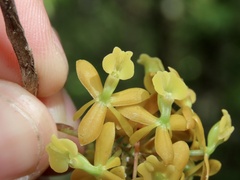 Epidendrum amphistomum
