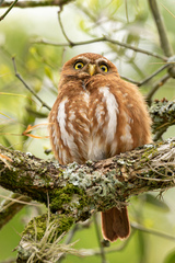 Glaucidium brasilianum