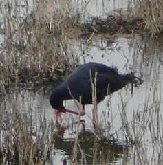 Porphyrio porphyrio