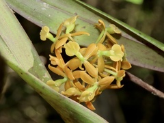 Epidendrum amphistomum