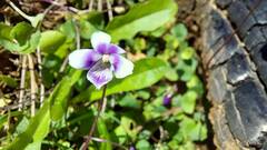 Viola hederacea