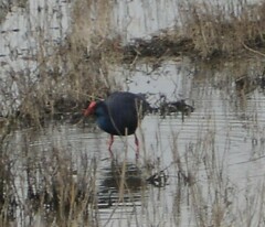 Porphyrio porphyrio