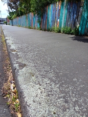 Xanthoparmelia scabrosa