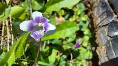 Viola hederacea