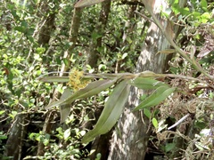 Epidendrum amphistomum