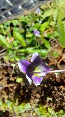 Viola hederacea