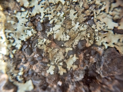 Xanthoparmelia scabrosa