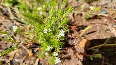Asperula conferta
