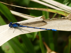 Argia elongata