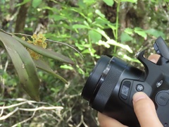 Epidendrum amphistomum