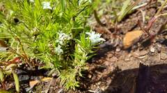Asperula conferta