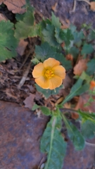 Modiolastrum malvifolium