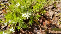 Asperula conferta