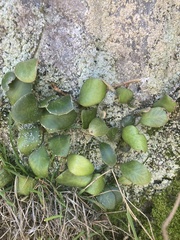 Pyrrosia eleagnifolia