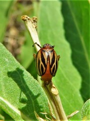 Phylloscelis atra