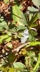Geranium potentilloides