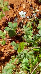 Geranium potentilloides