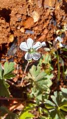 Geranium potentilloides