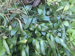 Pyrrosia eleagnifolia