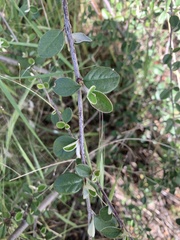 Cotoneaster franchetii