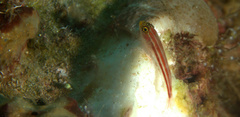 Helcogramma striata