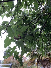 Moraceae