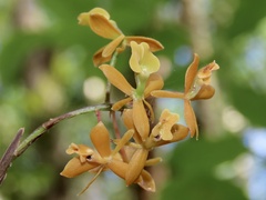 Epidendrum amphistomum