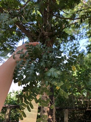 Paubrasilia echinata