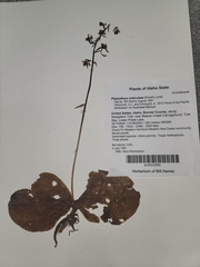 Platanthera orbiculata