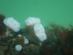 Distaplia occidentalis