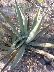 Agave aurea