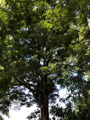 Paubrasilia echinata