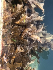 Undaria pinnatifida