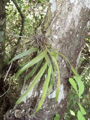 Epidendrum nocturnum