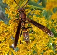 Polistes bahamensis