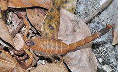 Heteroctenus junceus