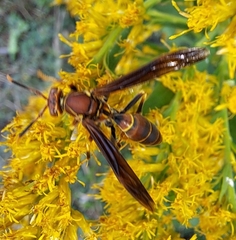 Polistes bahamensis