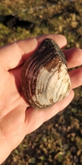 Truncilla truncata