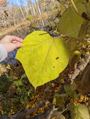 Catalpa bignonioides