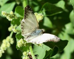 Heliopetes laviana