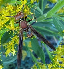 Polistes bahamensis