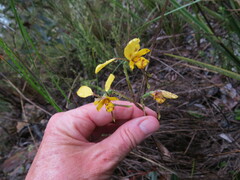 Diuris