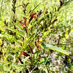 Chamaecrista nictitans aspera