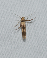 Stathmopoda