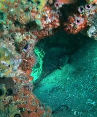 Cephalopholis panamensis