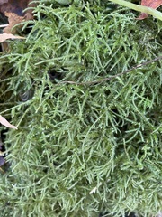 Rhytidiadelphus loreus