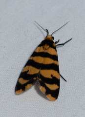 Scaptesyle equidistans