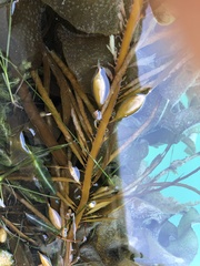 Phyllospora comosa